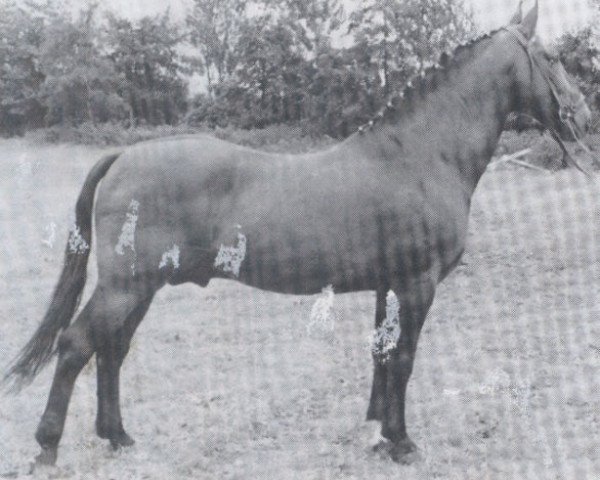 horse Ganeff (Holsteiner, 1947, from Lopshorn)