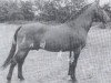 stallion Ganeff (Holsteiner, 1947, from Lopshorn)
