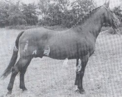 stallion Ganeff (Holsteiner, 1947, from Lopshorn)