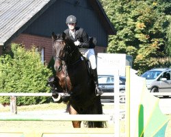 jumper Chester 160 (German Warmblood, 2004, from Christoph Columbus)