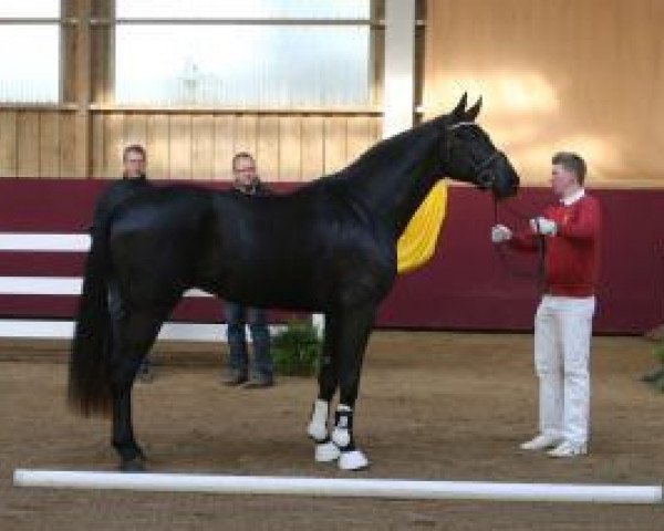 dressage horse Desperaux 3 (Oldenburg, 2011, from Destano)