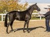 stallion Dark Diamond 64 (Bavarian, 2011, from Destano)