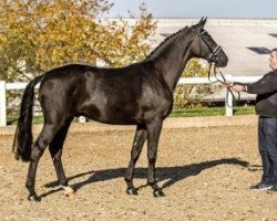 stallion Dark Diamond 64 (Bavarian, 2011, from Destano)