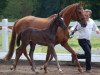 broodmare Dämmerung (Trakehner, 2012, from Singolo)