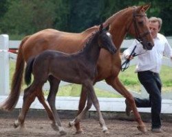 Zuchtstute Dämmerung (Trakehner, 2012, von Singolo)