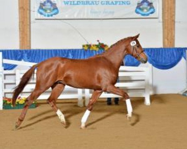stallion Brooklyn 33 (Bavarian, 2011, from Boston)