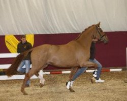 dressage horse Bonifatius 8 (German Sport Horse, 2010, from Belissimo NRW)