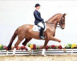 dressage horse Pina Colada 202 (Oldenburg, 2007, from Don Romantic)