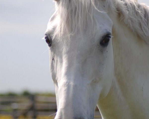 horse Charleston 20 (Holsteiner, 1993, from Carolus I)