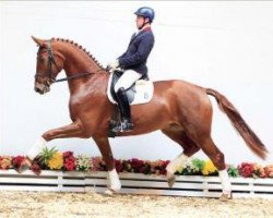 dressage horse Florianus (Oldenburg, 2009, from Fidertanz)