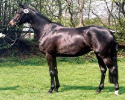 broodmare Herzenstraum (Trakehner, 2002, from Tambour)