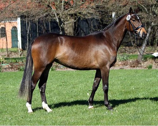 broodmare Hirtenspiel (Trakehner, 2010, from Special Memories)