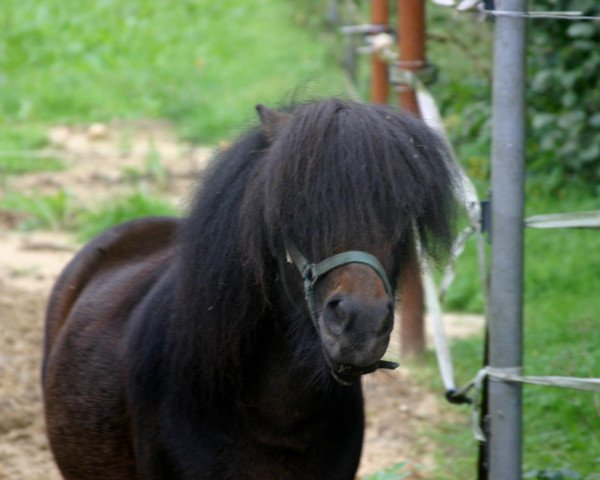 horse JayJay (Shetland Pony, 2004)