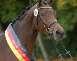 broodmare Tanzmusik (Trakehner, 2010, from Herzruf)