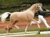 broodmare Giselle (German Riding Pony, 2003, from FS Golden Highlight)