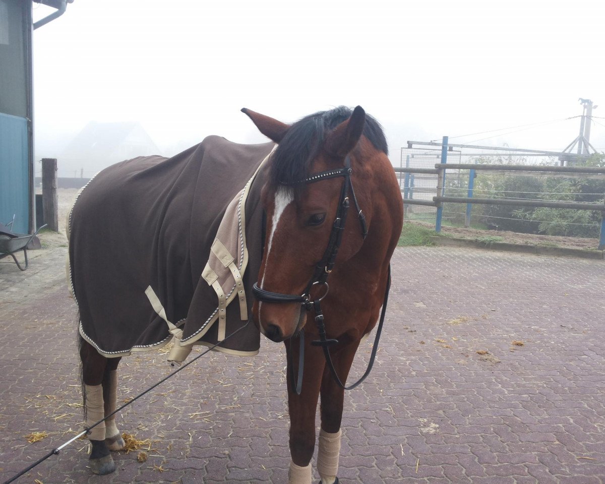 dressage horse Chateau (Westphalian, 2008, from Cadeau des Dieux)