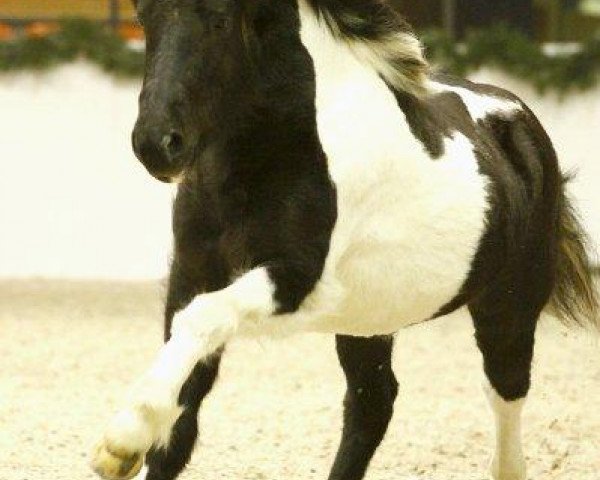 horse Skelmir von Oyle (Iceland Horse, 2008, from Gandur von der Igelburg)