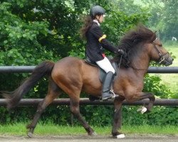 horse Emblason von Osterbyholz (Iceland Horse, 2008, from Roði frá Ármóti)