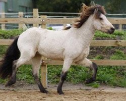 horse David von Heidmoor (Iceland Horse, 2008, from Garpur von Carlshoj)