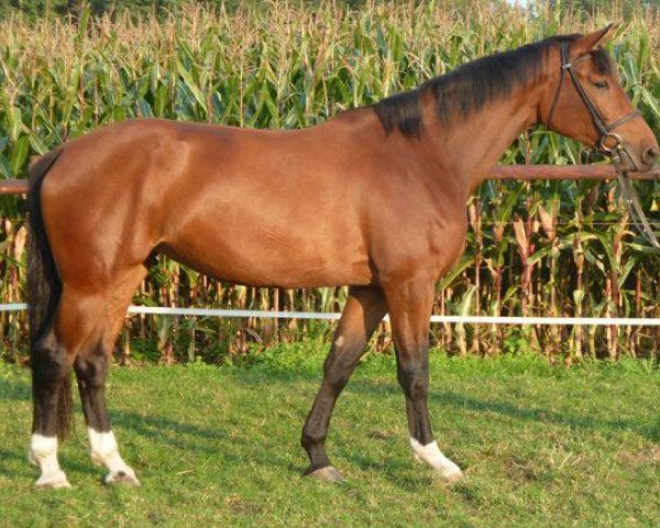 dressage horse Fina 86 (Westphalian, 2009, from Flovino)