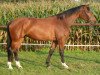 dressage horse Fina 86 (Westphalian, 2009, from Flovino)