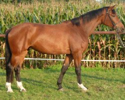 dressage horse Fina 86 (Westphalian, 2009, from Flovino)