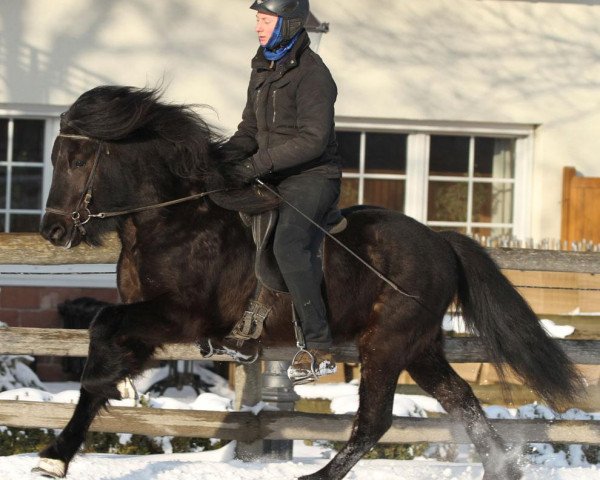 horse Magni vom Maischeiderland (Iceland Horse, 2008, from Ganti vom Maischeiderhof)