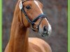 stallion Cartier (German Sport Horse, 2009, from Canterbury)