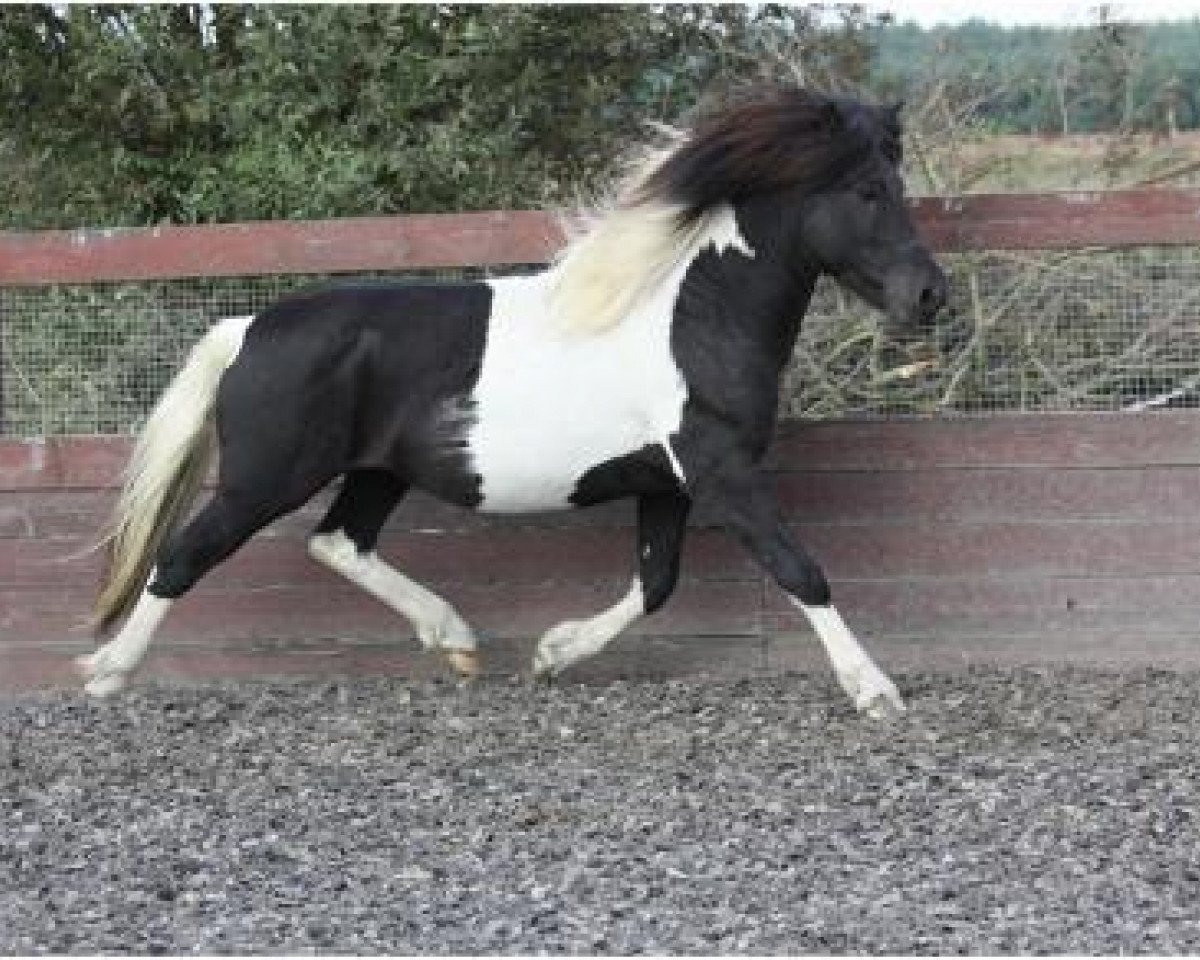 stallion Djarfur vom Laekurhof (Iceland Horse, 2008, from Atli frá Norður-Hvammi)