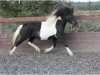 stallion Djarfur vom Laekurhof (Iceland Horse, 2008, from Atli frá Norður-Hvammi)