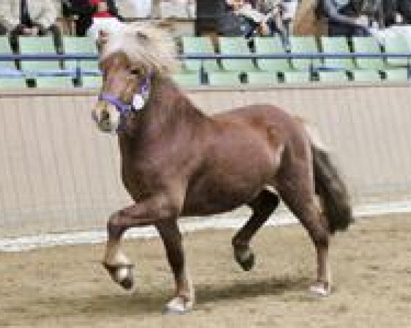 Pferd Lundi von der Bliesgersweiler Mühle (Islandpferd, 2008, von Hrammur fra Thufu)