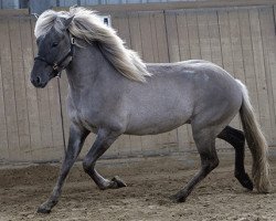 Pferd Throttur von der Schlehenwiese (Islandpferd, 2008, von Sjoli fra Dalbae)