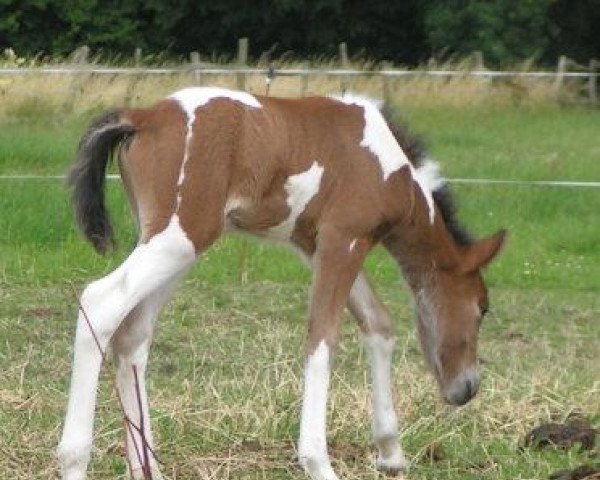 horse Dili vom Hohen Holz (Iceland Horse, 2008, from Kilian vom Bockholts-Hoff)