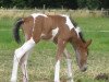 horse Dili vom Hohen Holz (Iceland Horse, 2008, from Kilian vom Bockholts-Hoff)