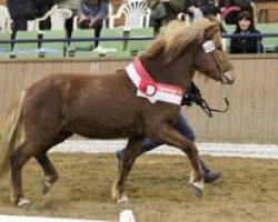 horse Hrannar vom Schloßberg (Iceland Horse, 2008, from Hrafn vom Schloßberg)