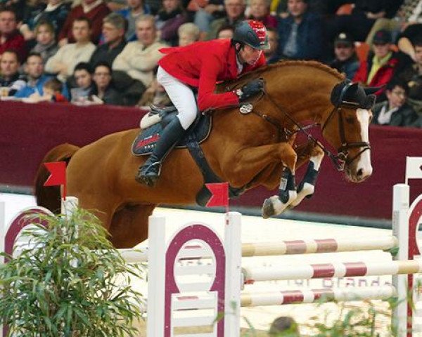 stallion Burberry 9 (German Sport Horse, 2005, from Balou du Rouet)