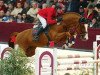 stallion Burberry 9 (German Sport Horse, 2005, from Balou du Rouet)