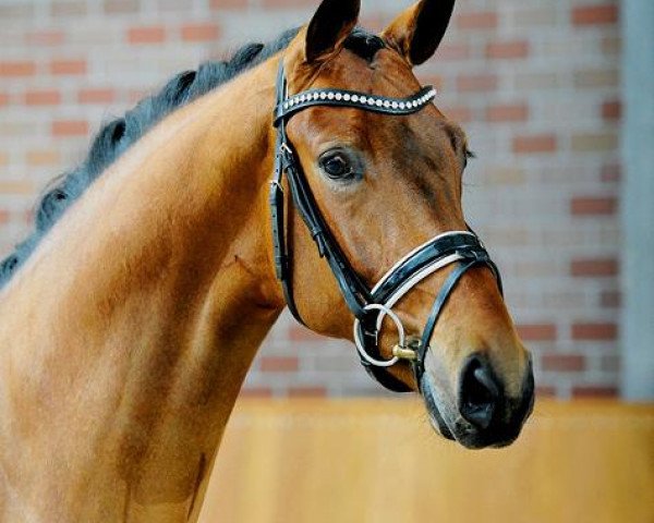 stallion Abu Dhabi 10 (Hanoverian, 2011, from Ampère)