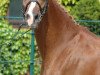 broodmare Helena (Hanoverian, 1992, from Hitchcock)