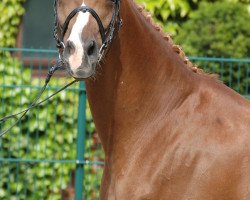 broodmare Helena (Hanoverian, 1992, from Hitchcock)