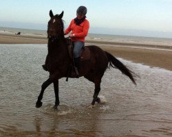 Pferd Lamour (Hessisches Warmblut, 1995, von Le Cou Cou)