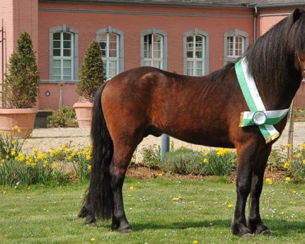 stallion Ljori in der Birk (Iceland Horse, 2008, from Ljomi von der Elschenau)