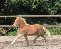 horse Niklas vom Narzissental (Iceland Horse, 2008, from Arvakur von der Birk)