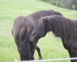 horse Bakkus vom Mühlenberg (Iceland Horse, 2008, from Jeremias vom Birkenhof)