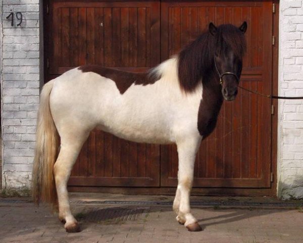 horse Zeno von Roetgen (Iceland Horse, 2008, from Álfskjoni von Roetgen)