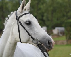 broodmare Genesis (Rhinelander, 1990, from Goldstrand)