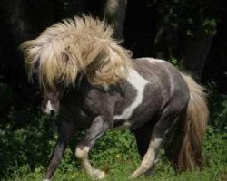 horse Litfari-Vindskjoni vom Forsthof Nordhelle (Iceland Horse, 2008, from Skinfaxi vom Gartetal)