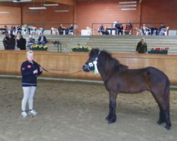 Pferd Stjarni von Gut Lindenhof (Islandpferd, 2008, von Bokki frá Akureyri)