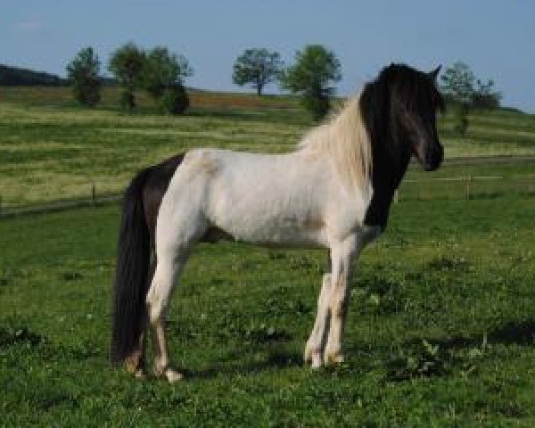 Pferd Askur von Neschen (Islandpferd, 2008, von Dökkvi fra Mosfelli)