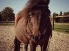 dressage horse Betina (Holsteiner, 1995, from Minsmere Clown)